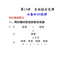 《自由組合定律》PPT課件