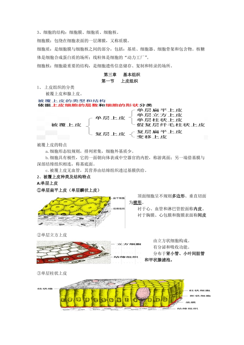 《解剖学基础》1-3章知识点整理_第2页