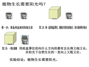 5、幼苗與陽光Microsoft PowerPoint 演示文稿