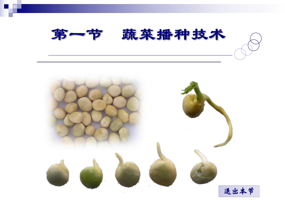 《蔬菜播種技術(shù)》PPT課件_第1頁