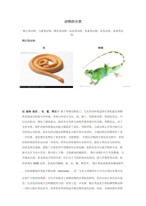 動(dòng)物分類及圖片