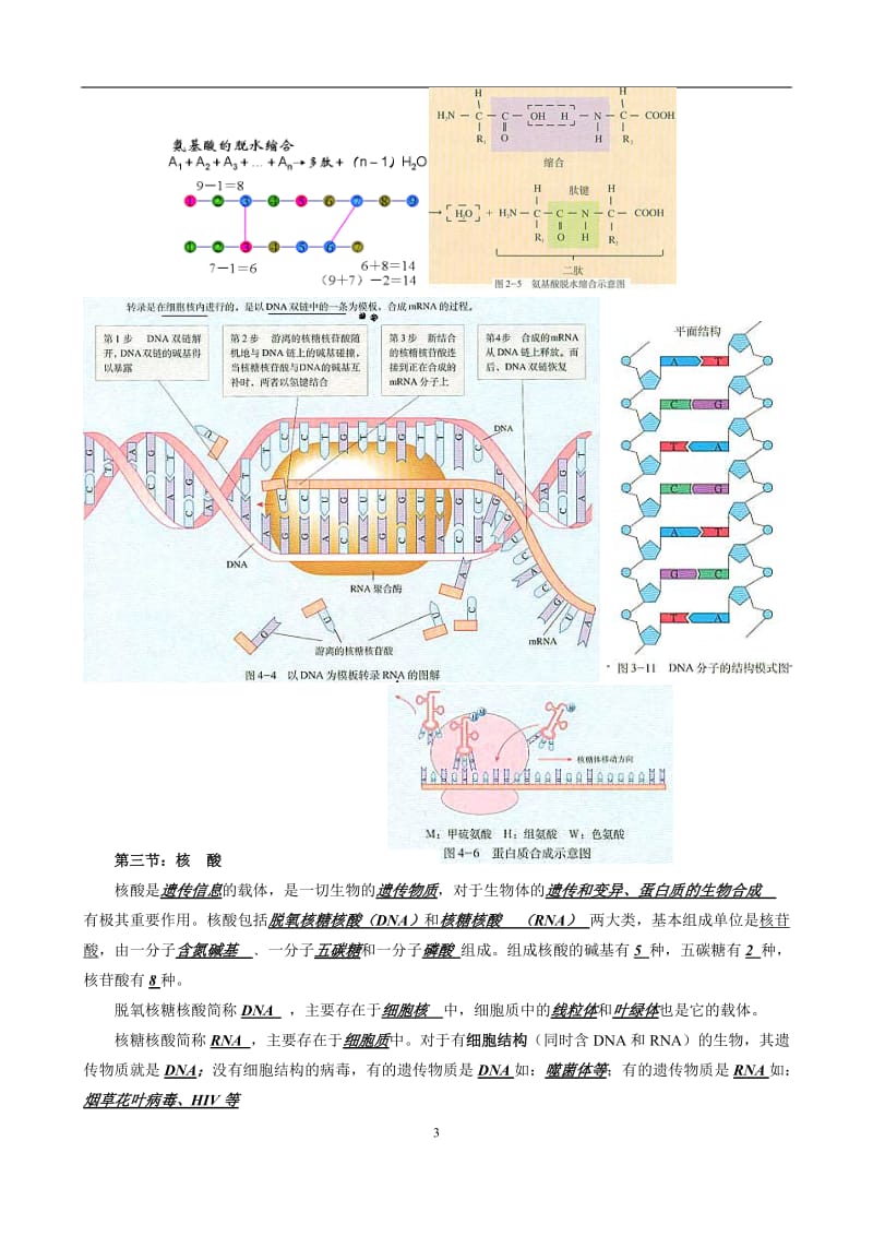 高三生物一轮复习知识点汇编(共72页)_第3页