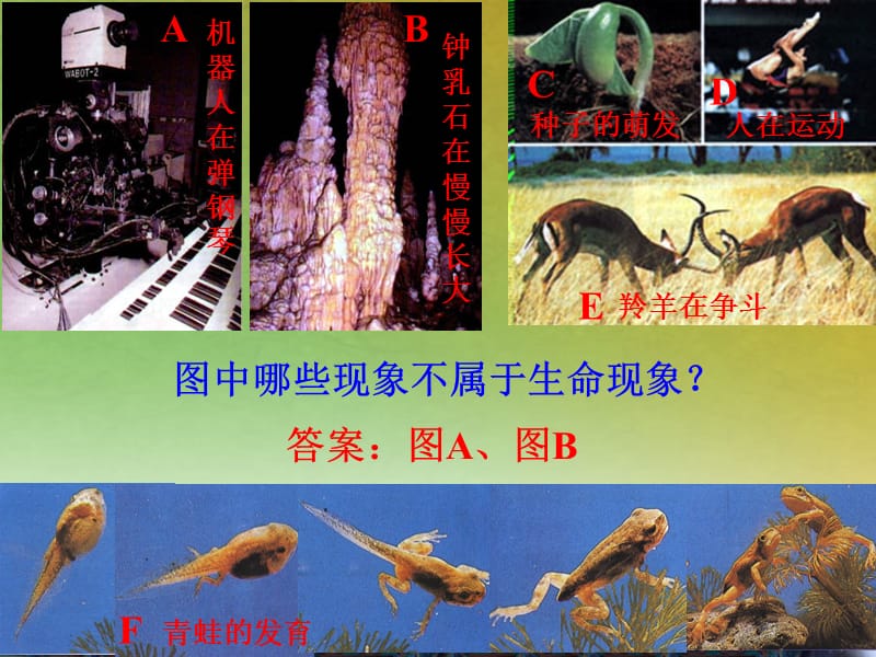 2012年秋七年級生物上冊《第一單元第二章第一節(jié)生物與環(huán)境的關(guān)系》課件7人教新課標版_第1頁