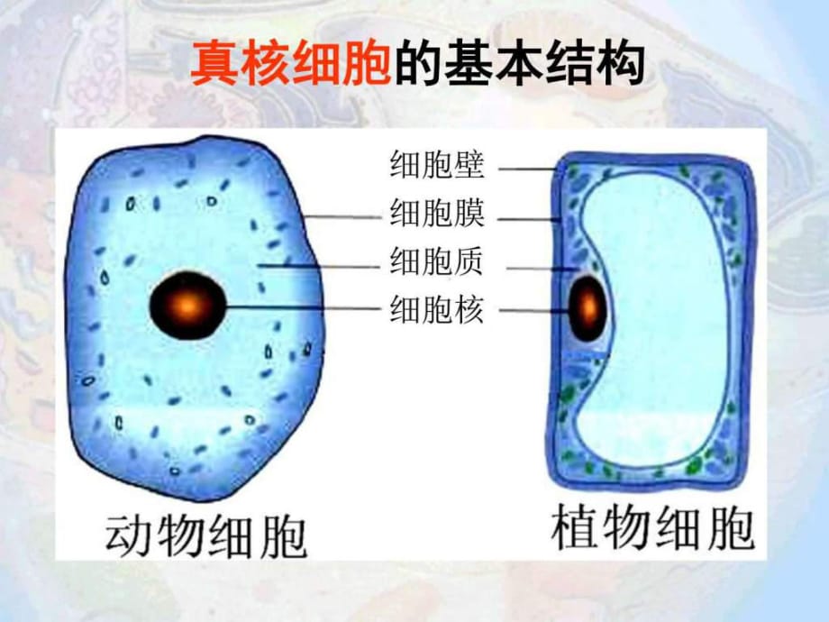 《細(xì)胞器-系統(tǒng)內(nèi)的分工合作》課件(新人教版必修)_第1頁(yè)