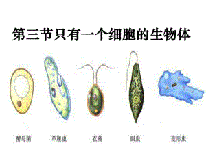 《單細胞的生物體》PPT課件