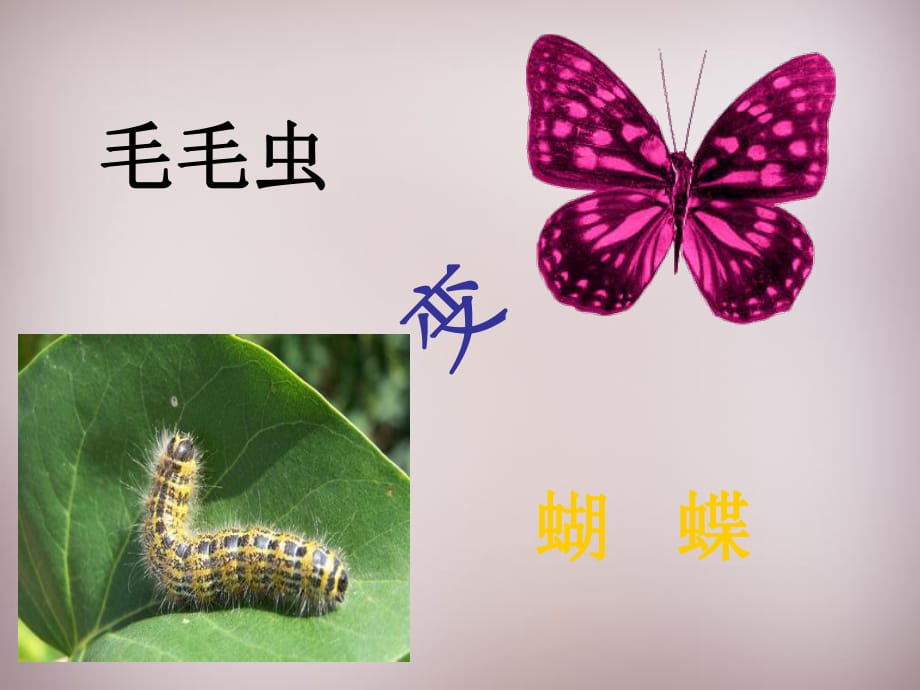 2015年三年級(jí)語(yǔ)文上冊(cè)《毛毛蟲(chóng)的故事》課件3語(yǔ)文A版_第1頁(yè)