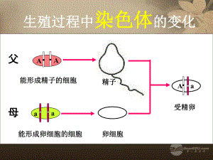 八年級生物下冊第七單元第二章《生物的遺傳和變異》第三節(jié)《基因的顯性和隱性》課件新人教版