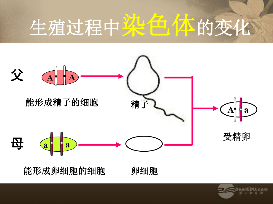 八年級(jí)生物下冊(cè)第七單元第二章《生物的遺傳和變異》第三節(jié)《基因的顯性和隱性》課件新人教版_第1頁(yè)