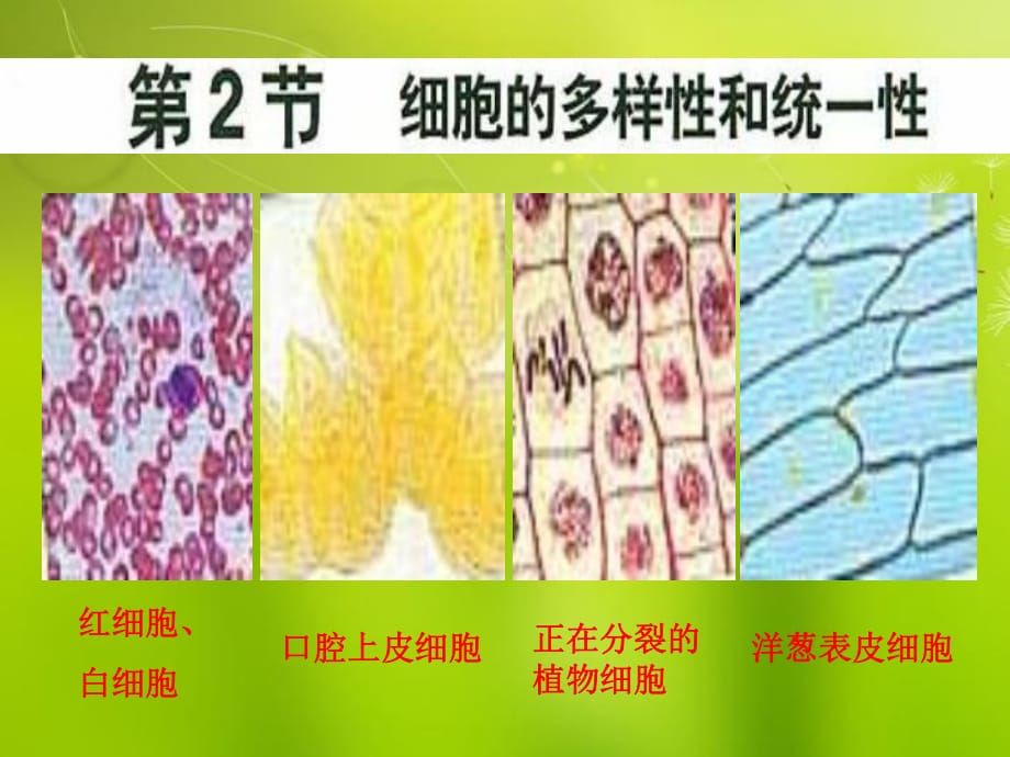 高中生物《第一章第二節(jié)細胞的多樣性和統(tǒng)一性》課件6新人教版必修_第1頁