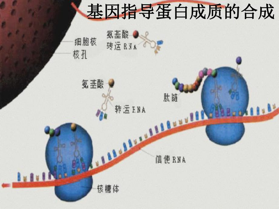 高中生物基因指導蛋白質的合成教案新人教版必修_第1頁