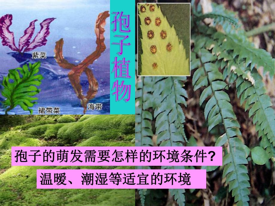 廣東省東莞市虎門外語學(xué)校七年級(jí)生物上冊(cè)第三單元第一章第二節(jié)種子植物課件（新版）新人教版_第1頁