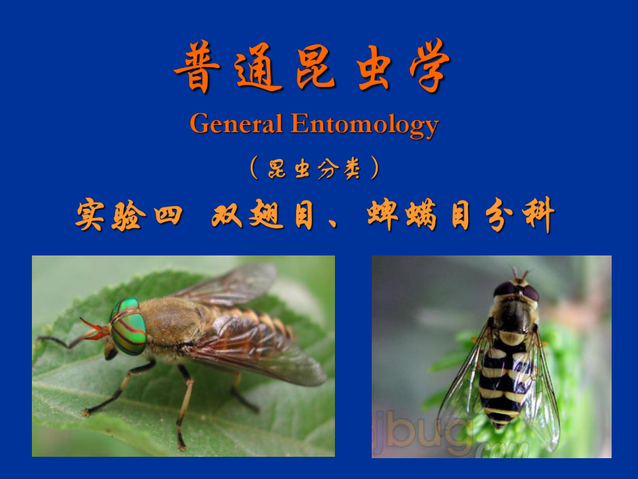 普通昆虫学-昆虫分类-双翅目、蜱螨目分科_第1页