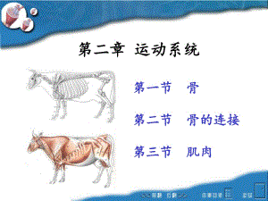 畜禽解剖學(xué)--運動系統(tǒng)