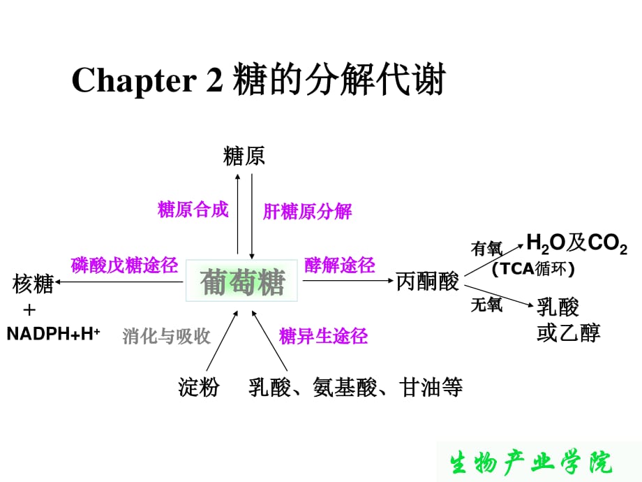 生物化學(xué)-糖的分解代謝_第1頁(yè)