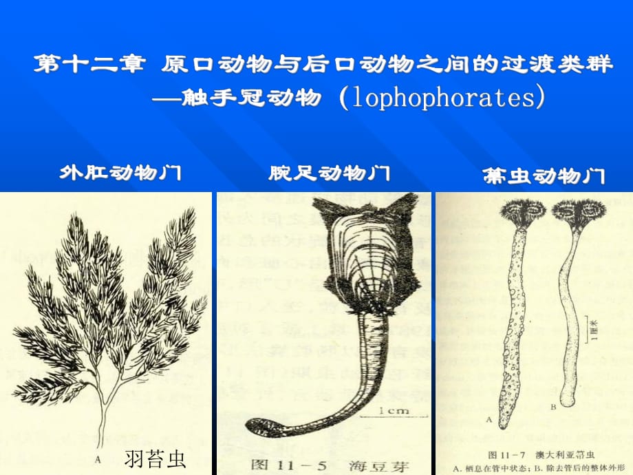 總擔(dān)、棘皮、半索動(dòng)物門_第1頁