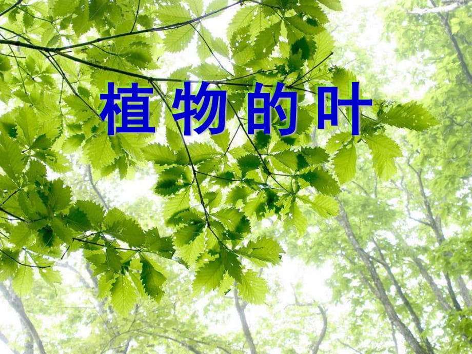 《植物的葉》PPT課件《比較好》_第1頁(yè)