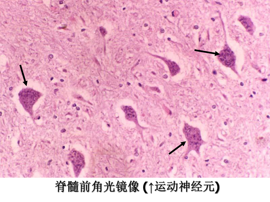 組織切片識別范圍注明結(jié)構(gòu)名稱_第1頁