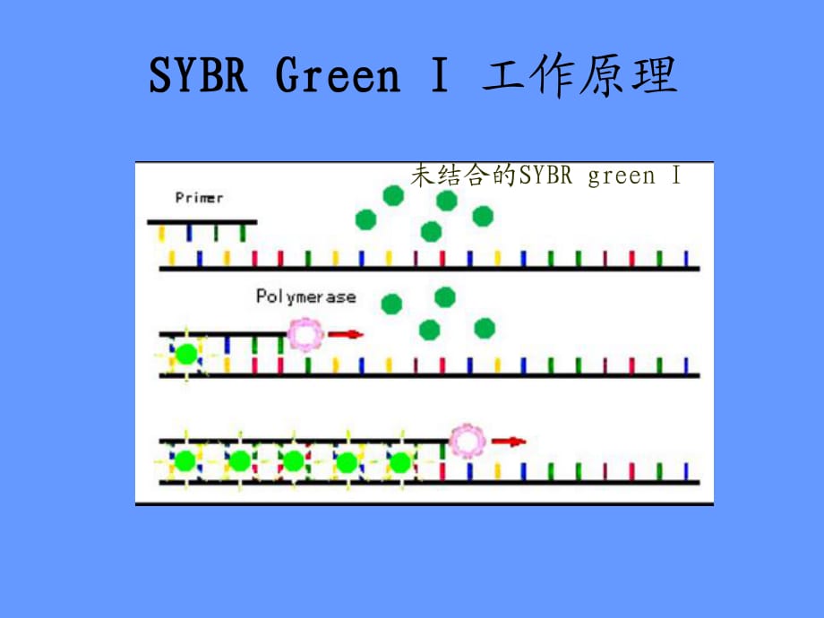 《熒光定量PCR技術(shù)》PPT課件_第1頁(yè)