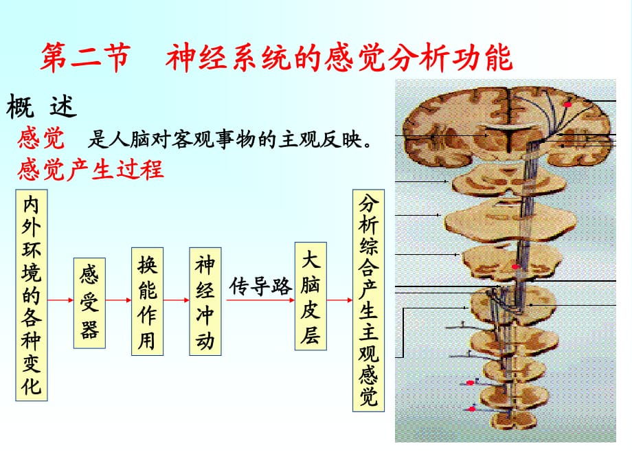 二节神经系统的感觉分析功能_第1页