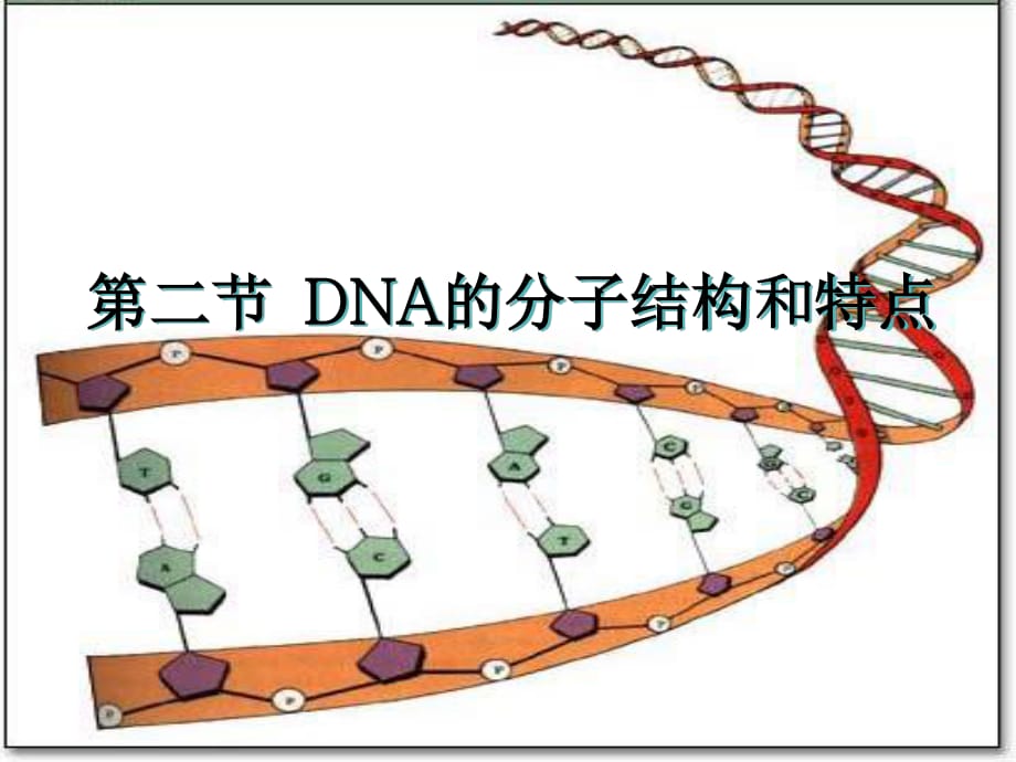 二节DNA分子结构和特点_第1页