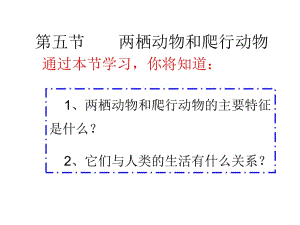 兩棲動(dòng)物和爬行動(dòng)物-課件