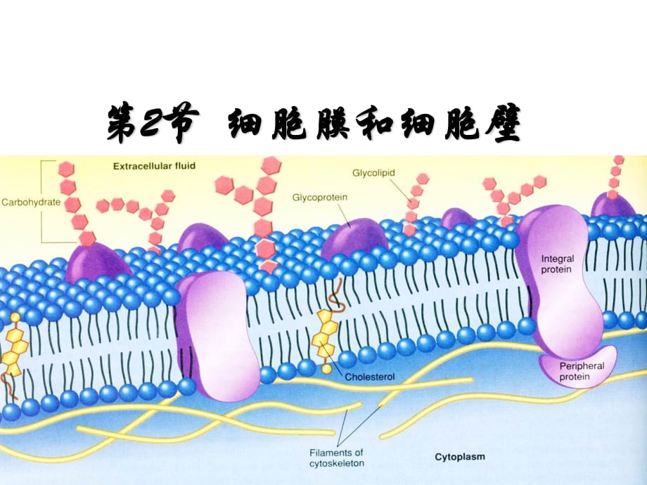 之《质膜的结构模型》ppt文稿(房中-施爽)_第1页