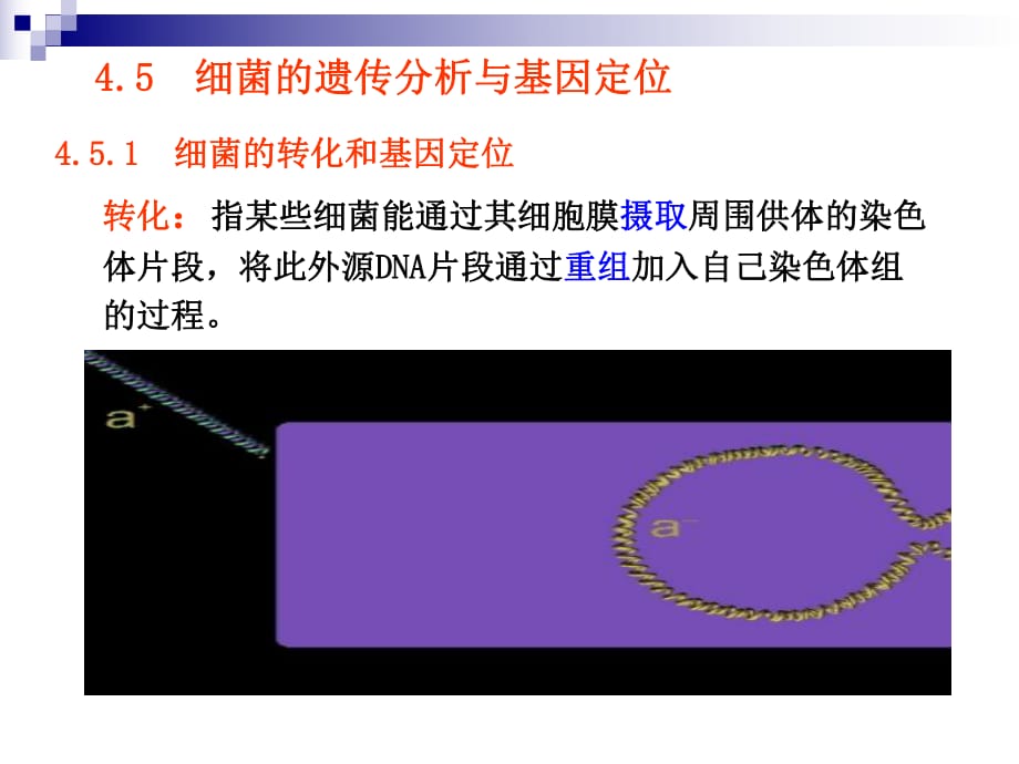 遗传的制作和基因定位_第1页