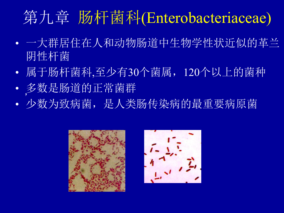 肠杆菌科Enterobacteriacea_第1页