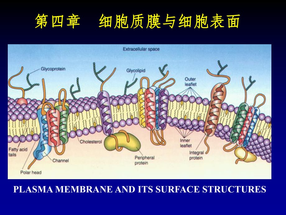 细胞生物学-5细胞膜与细胞表面_第1页