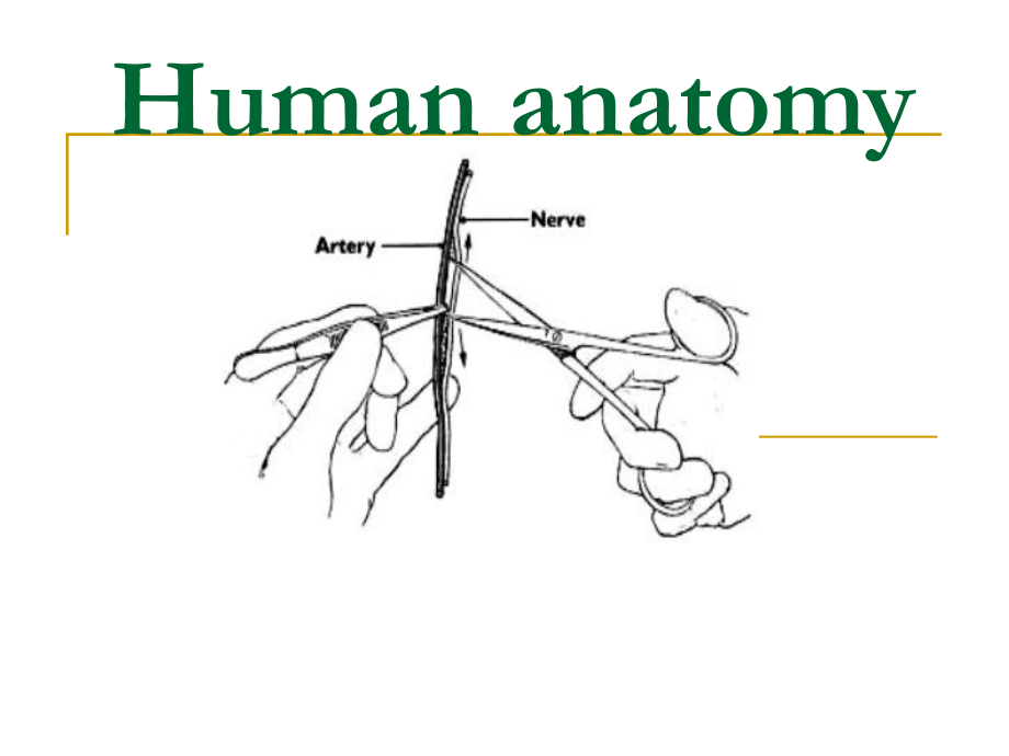 绪论骨学Osteology_第1页