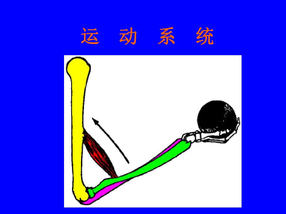 运动系统总论及全身骨_第1页