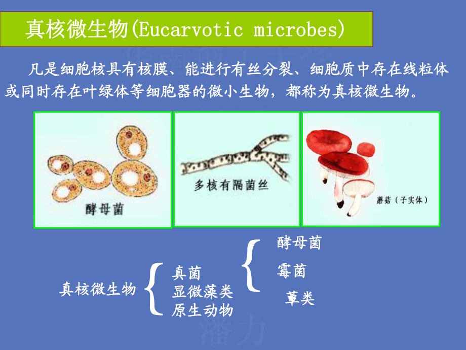 重要的微生物种类_第1页