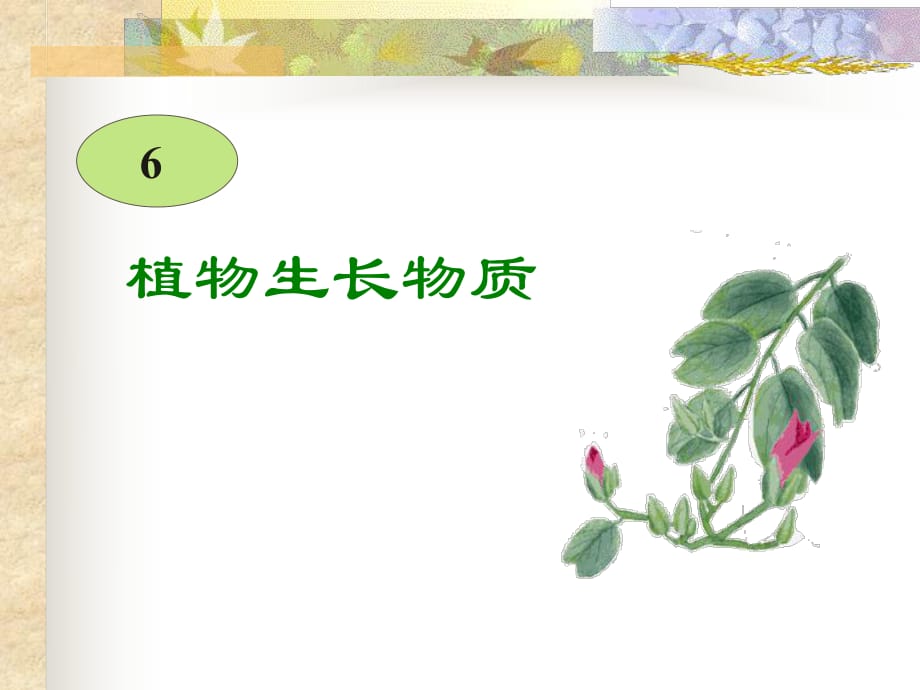 《植物生長物質(zhì)》PPT課件_第1頁