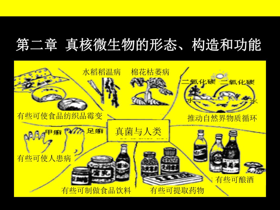 真核微生物的形态、构造和功能_第1页