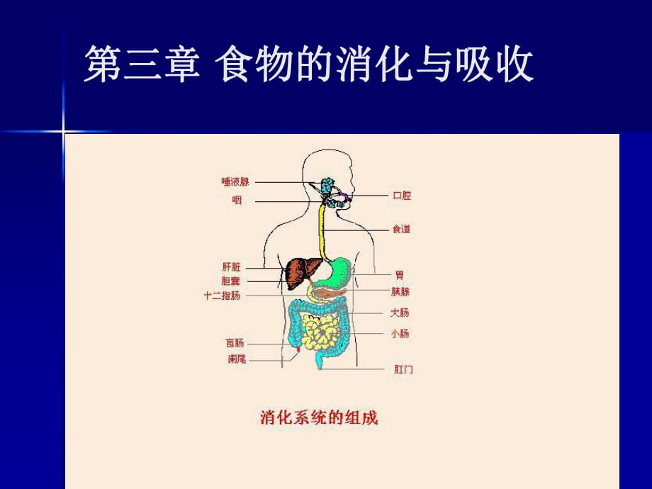 《食物的消化與吸收》PPT課件_第1頁