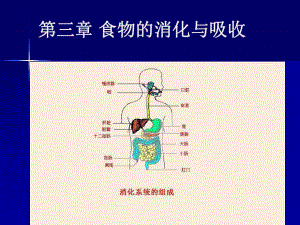 《食物的消化與吸收》PPT課件