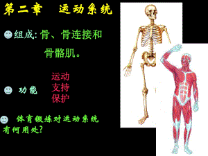 《運動系統(tǒng)》PPT課件