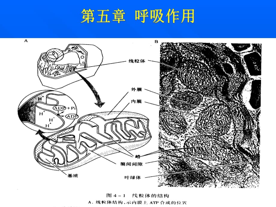 《呼吸作用》PPT課件_第1頁