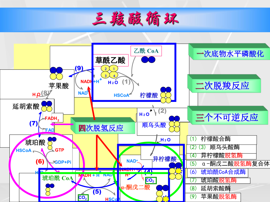 《物质代谢及其调节》PPT课件_第1页