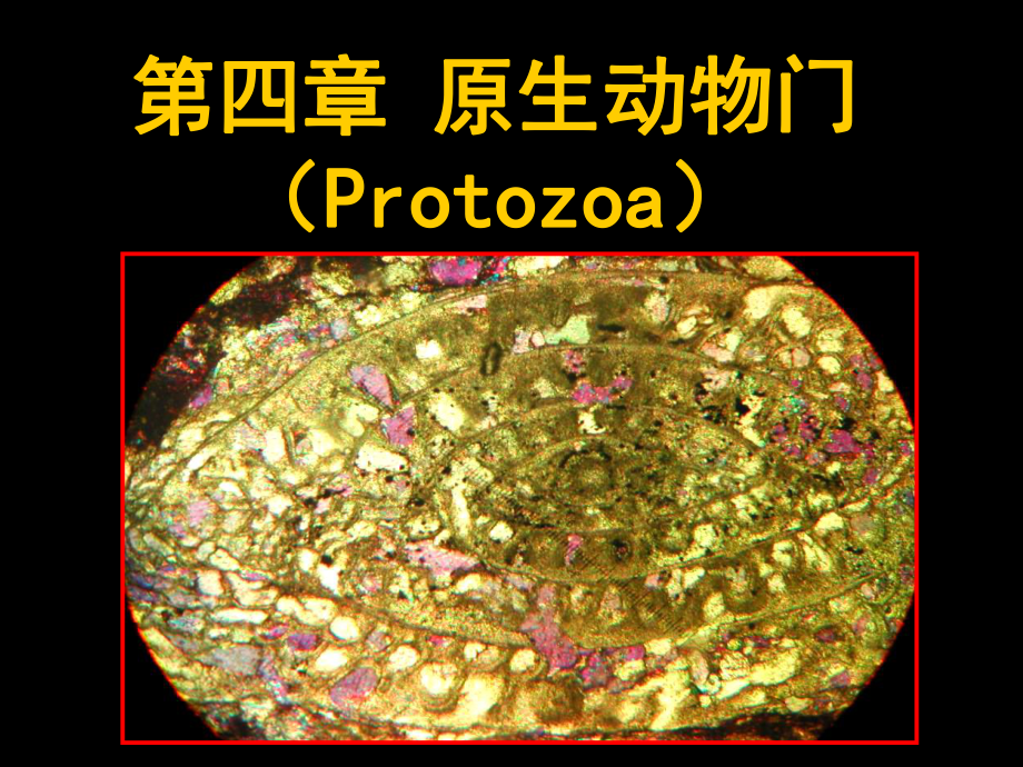 原生动物门Protozoa_第1页