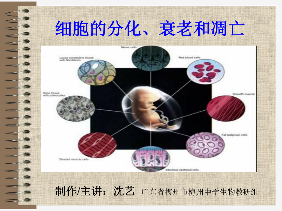 細(xì)胞的分化衰老和凋亡_第1頁