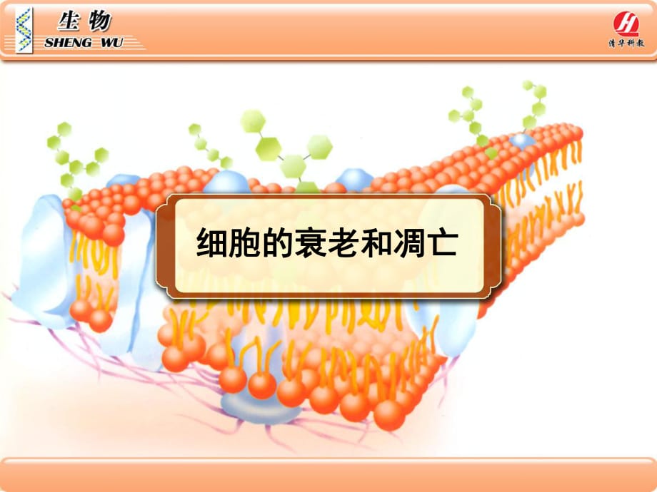 細(xì)胞的衰老和凋亡終_第1頁(yè)