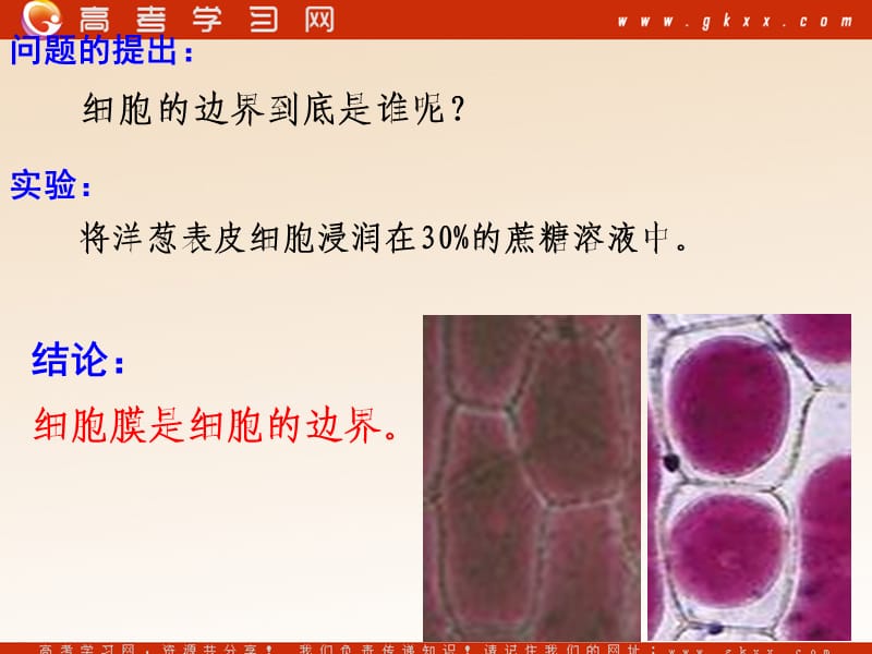 高中生物《细胞膜和细胞壁》课件5（22张PPT）（浙教版必修1）_第3页