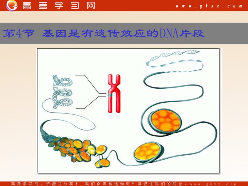 高中生物《基因是有遗传效应的DNA片段》课件7（14张PPT）（人教版必修2）_第2页