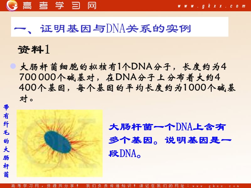 高中生物《基因是有遗传效应的DNA片段》课件7（14张PPT）（人教版必修2）_第3页