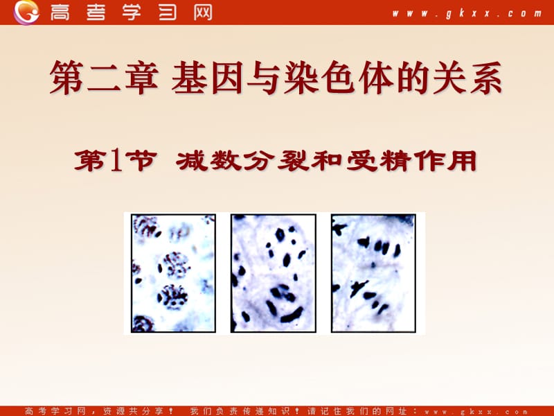 高中生物《减数分裂和受精作用》课件9（50张PPT）（人教版必修2）_第2页