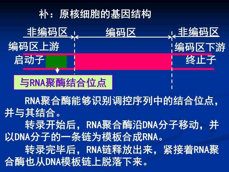 高中生物《基因工程的基本操作程序》课件六（53张PPT）（人教版选修3）_第3页