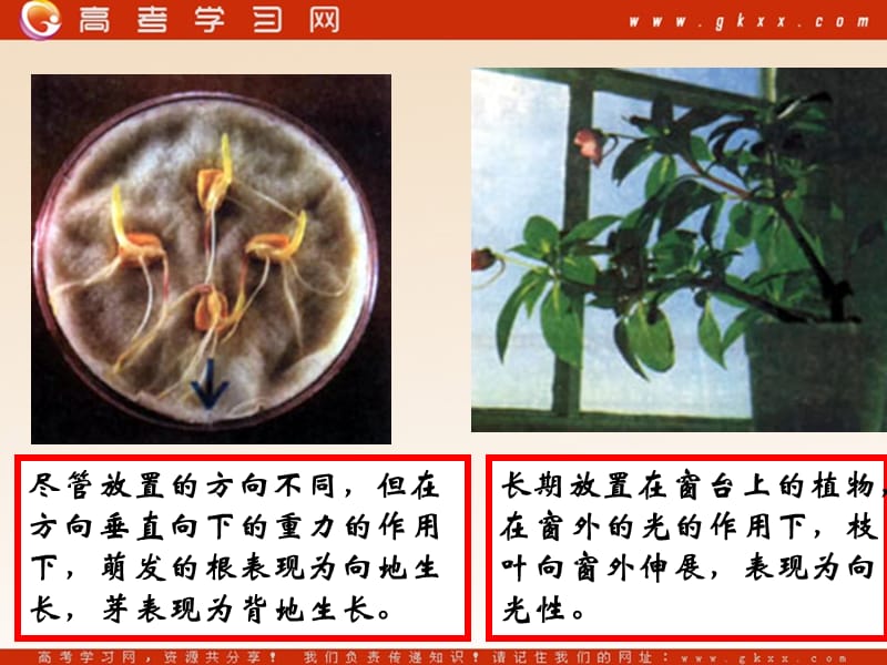 高中生物《植物生命活动的调节》课件3（39张PPT）（苏教版必修3）_第3页