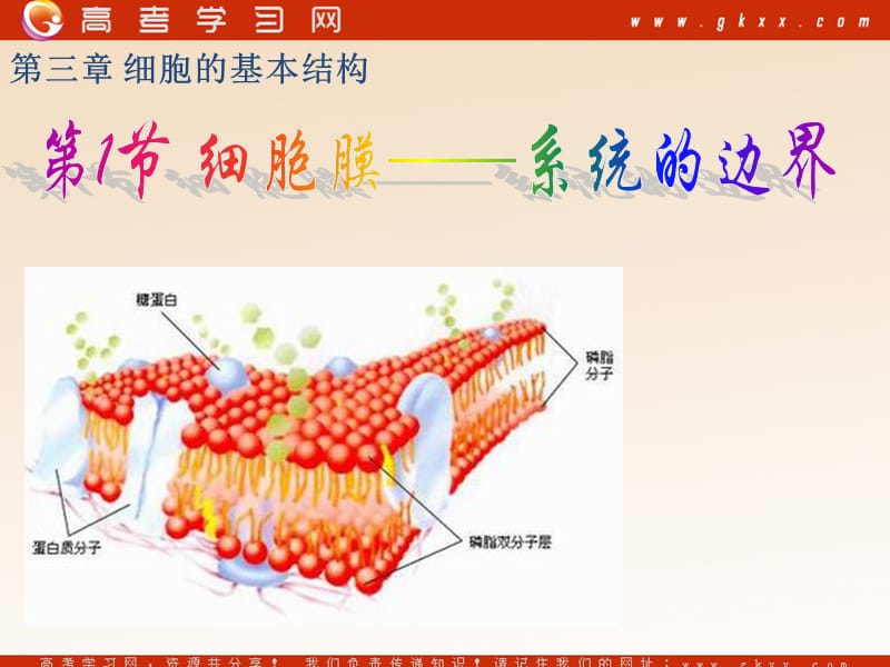 高中生物《细胞膜——系统的边界》课件5（16张PPT）（人教版必修1）_第2页