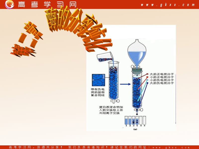 高中生物《酶的分离纯化》课件2（154张PPT）（苏教版选修1）_第2页